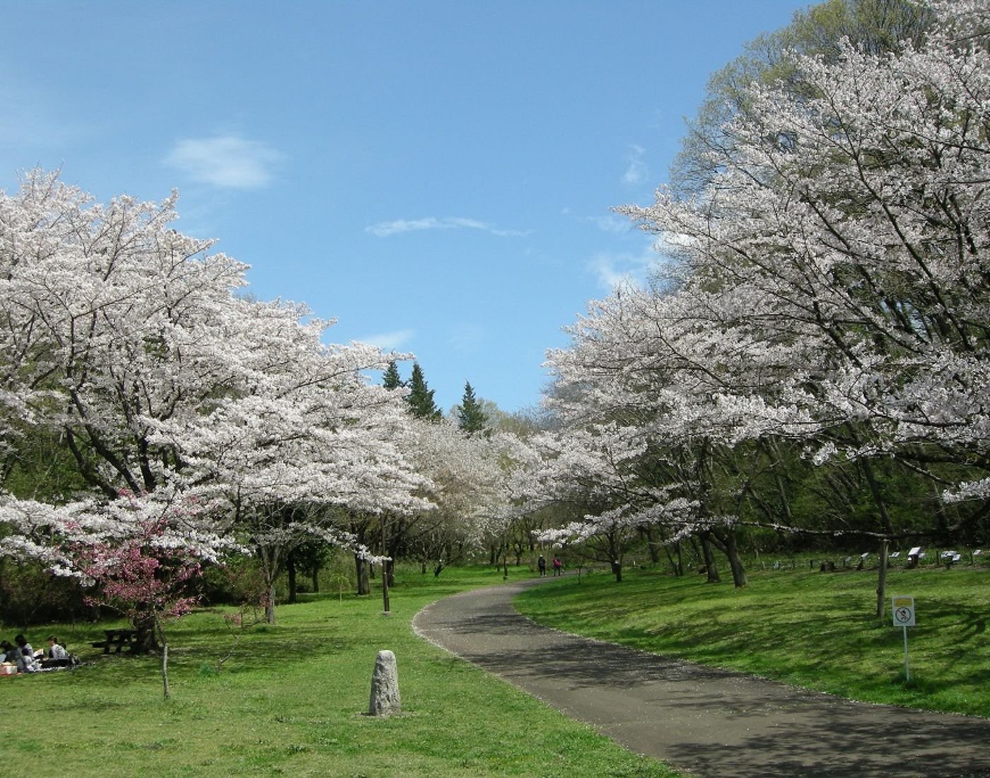 🏞️ 벚나무 언덕 공원(사쿠라가오카 공원)